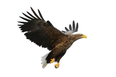 Uçuş yetişkin ak kuyruklu kartal. Beyaz arka plan üzerinde izole. Bilimsel adı: Haliaeetus albicilla, olarak da bilinen ern, erne, gri kartal, Avrasya deniz kartal ve ak kuyruklu deniz-kartal.