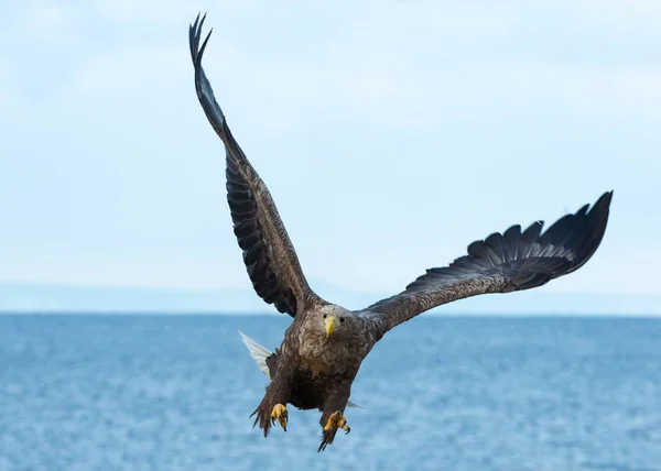 Vuxen Vit Tailed Eagle Flygning Över Blå Himmel Och Hav — Stockfoto