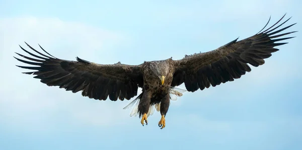 Aquila Dalla Coda Bianca Adulta Volo Sfondo Cielo Blu Nome — Foto Stock