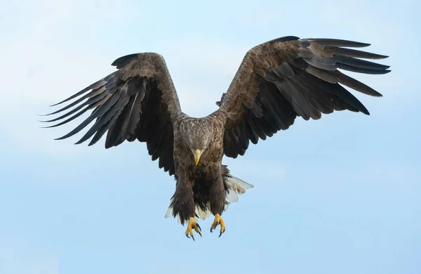 Águila Cola Blanca Adulta Vuelo Sobre Fondo Azul Del Cielo — Foto de Stock