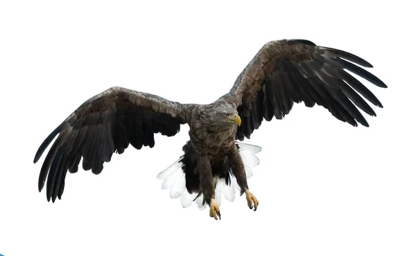 Seeadler Flug Isoliert Auf Weißem Hintergrund Wissenschaftlicher Name Haliaeetus Albicilla — Stockfoto