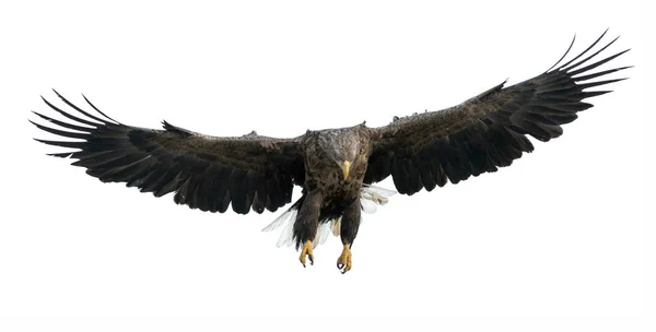 Aquila Dalla Coda Bianca Adulta Volo Isolato Sfondo Bianco Nome — Foto Stock