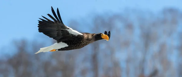 Adult Stellers Sea Eagle Flykten Vetenskaplig Namn Haliaeetus Pelagicus Blå — Stockfoto