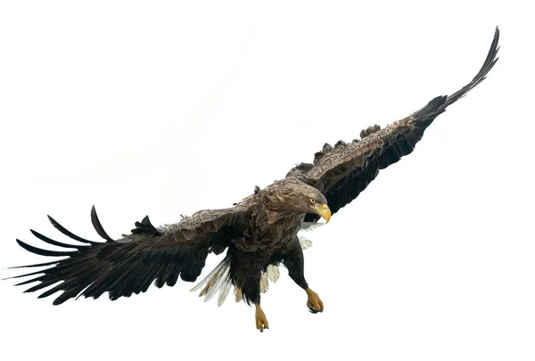Uçuş Yetişkin Kuyruklu Kartal Beyaz Arka Plan Üzerinde Izole Bilimsel — Stok fotoğraf