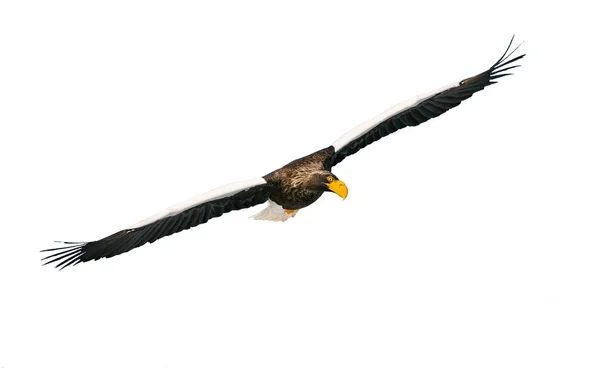 Águia Marinha Steller Adulto Voo Nome Científico Haliaeetus Pelagicus Isolado — Fotografia de Stock