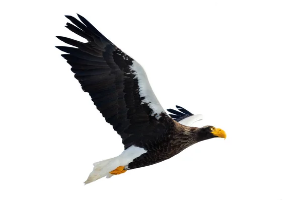 アダルト オオワシの飛行中 Haliaeetus 白い背景に分離 — ストック写真