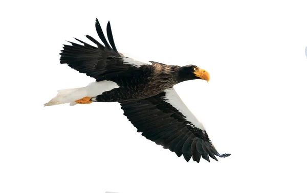 Águila Marina Adulta Steller Vuelo Nombre Científico Haliaeetus Pelagicus Aislado —  Fotos de Stock