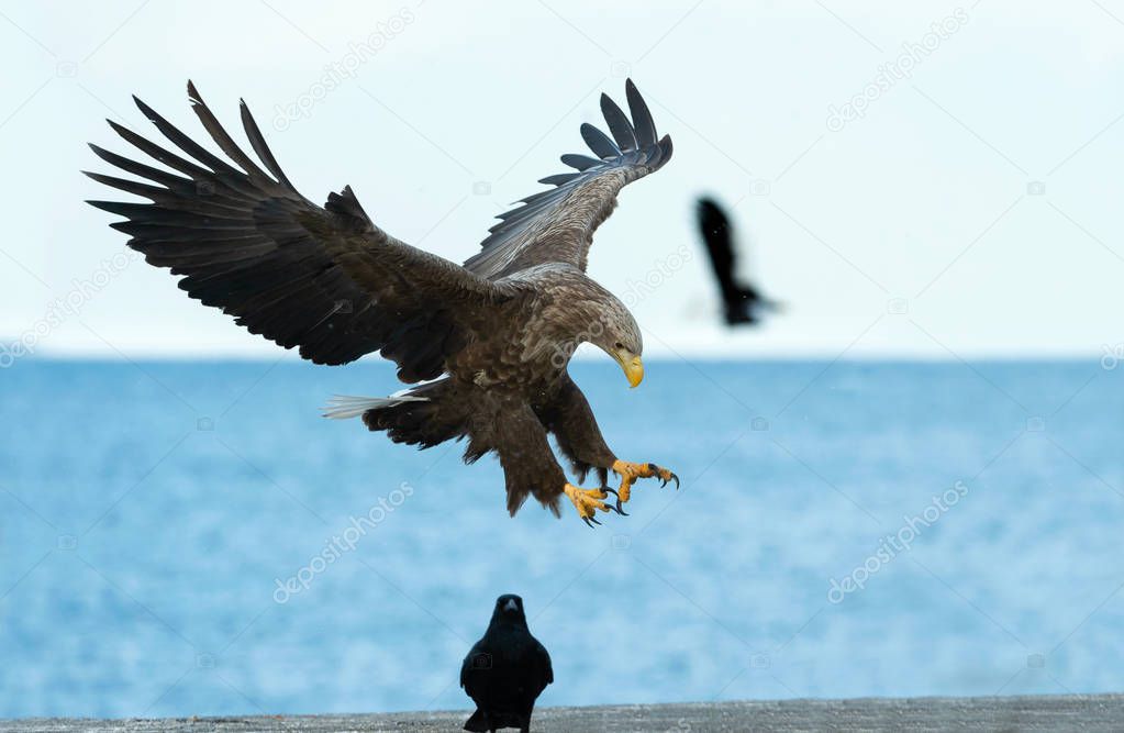 Adult White tailed eagle in flight over blue sky and ocean background. Scientific name: Haliaeetus albicilla, also known as the ern, erne, gray eagle, Eurasian sea eagle and white tailed sea-eagle