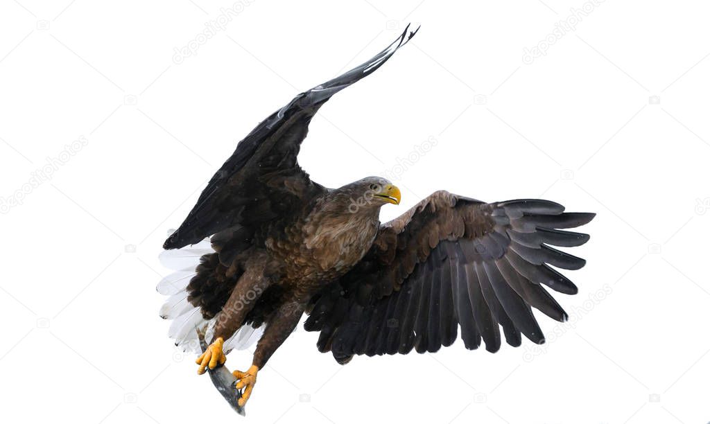 Adult White tailed eagle with fish in flight isolated on white background. Scientific name: Haliaeetus albicilla, the ern, erne, gray eagle, Eurasian sea eagle and white-tailed sea-eagle.
