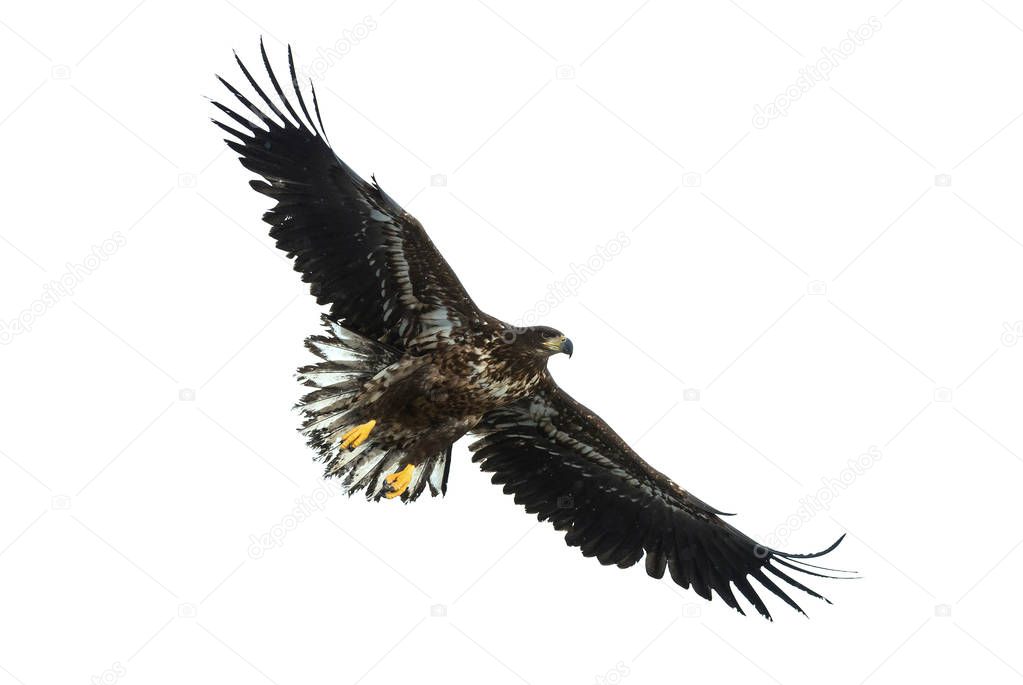 Juvenile White-tailed eagle in flight isolated on White background. Scientific name: Haliaeetus albicilla, also known as the ern, erne, gray eagle, Eurasian sea eagle and white-tailed sea-eagle.