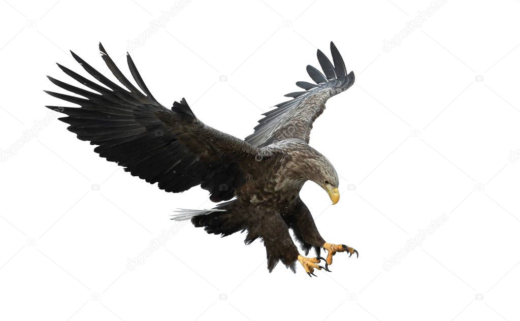 Adult White-tailed eagle in flight. Isolated on White background. Scientific name: Haliaeetus albicilla, also known as the ern, erne, gray eagle, Eurasian sea eagle and white-tailed sea-eagle.