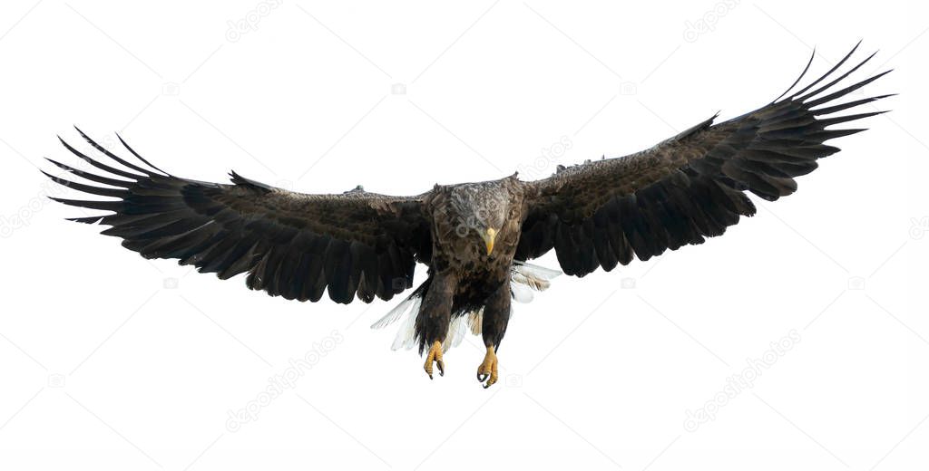 Adult White-tailed eagle in flight. Isolated on White background. Scientific name: Haliaeetus albicilla, also known as the ern, erne, gray eagle, Eurasian sea eagle and white-tailed sea-eagle.