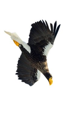 Yetişkin Steller'ın deniz kartal uçuş. Bilimsel adı: Haliaeetus pelagicus. Beyaz arka plan üzerinde izole.