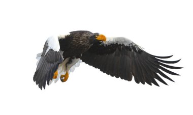 Yetişkin Steller'ın deniz kartal uçuş. Bilimsel adı: Haliaeetus pelagicus. Beyaz arka plan üzerinde izole.