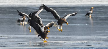 Yetişkin Steller'ın deniz Kartallar. Arka plan buz. Bilimsel adı: Haliaeetus pelagicus. Doğal yaşam alanı. Kış sezonu.