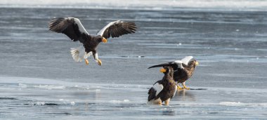 Yetişkin Steller'ın deniz Kartallar. Arka plan buz. Bilimsel adı: Haliaeetus pelagicus. Doğal yaşam alanı. Kış sezonu.