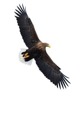 Beyaz arka plan üzerinde izole uçuş yetişkin beyaz kuyruklu kartal. Bilimsel adı: Haliaeetus albicilla, olarak da bilinen ern, erne, gri kartal, Avrasya deniz kartal ve ak kuyruklu deniz-kartal.