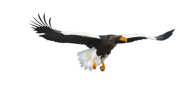 Águila Marina Adulta Steller Vuelo Nombre Científico Haliaeetus Pelagicus Aislado — Foto de Stock
