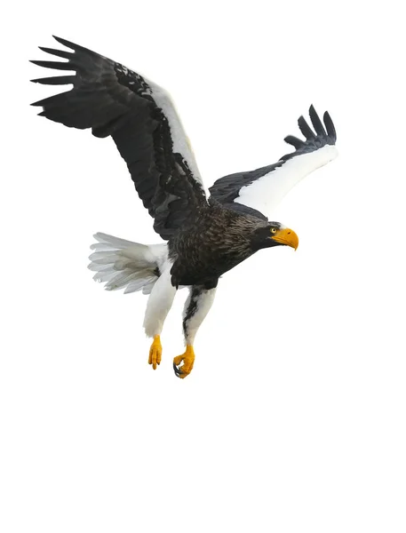 Águila Marina Adulta Steller Vuelo Nombre Científico Haliaeetus Pelagicus Aislado — Foto de Stock