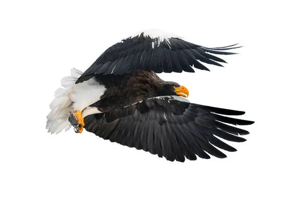 Ausgewachsene Seeadler Mit Fischen Flug Wissenschaftlicher Name Haliaeetus Pelagicus Isoliert — Stockfoto