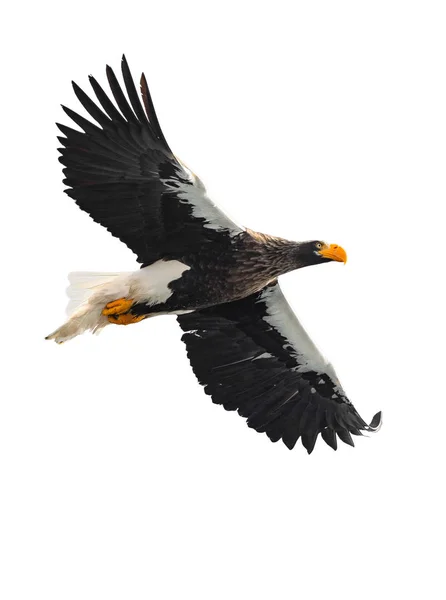 Seeadler Flug Wissenschaftlicher Name Haliaeetus Pelagicus Isoliert Auf Weißem Hintergrund — Stockfoto