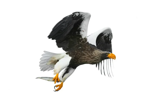 Ausgewachsene Seeadler Mit Fischen Flug Wissenschaftlicher Name Haliaeetus Pelagicus Isoliert — Stockfoto