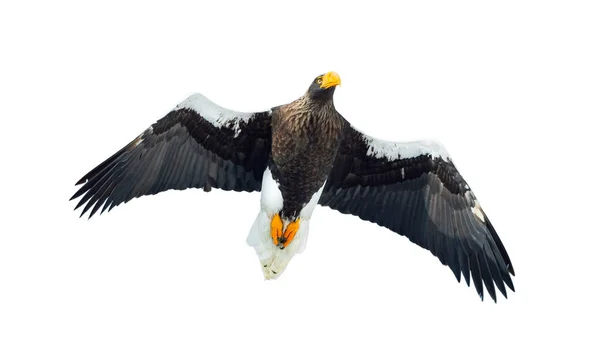 Adult Stellers Sea Eagle Flykten Vetenskaplig Namn Haliaeetus Pelagicus Isolerad — Stockfoto