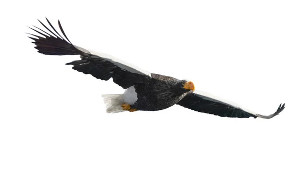 Adult Stellers Sea Eagle Flykten Vetenskaplig Namn Haliaeetus Pelagicus Isolerad — Stockfoto