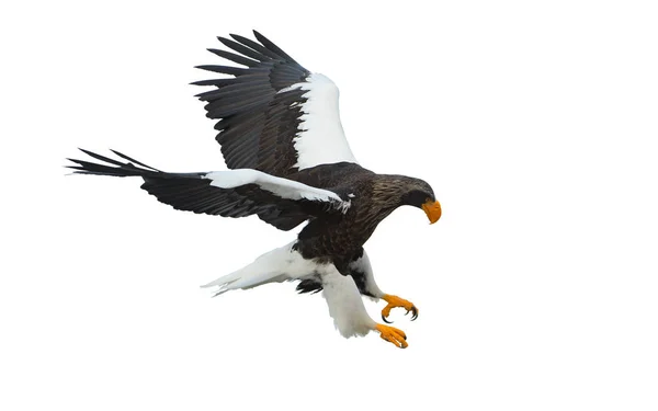 成人史泰勒的海鹰在飞行 科学名称 Haliaeetus Pelagicus 隔离在白色背景上 — 图库照片