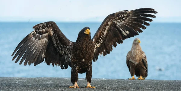 少年的海鹰展开翅膀 科学名称 Haliaeetus Pelagicus 蓝色的天空和海洋背景 — 图库照片