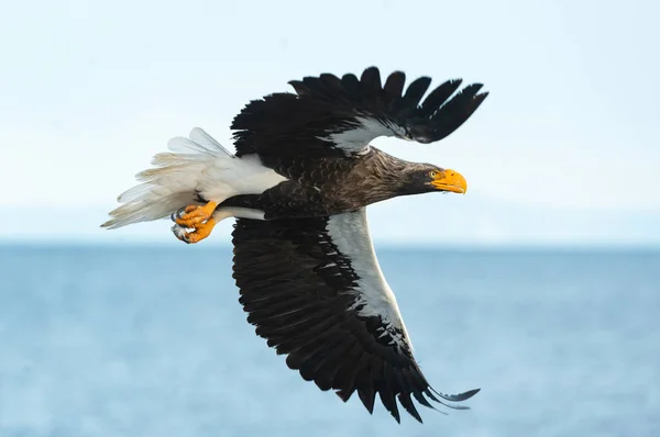 Mer Steller Vol Nom Scientifique Haliaeetus Pelagicus Ciel Bleu Fond — Photo