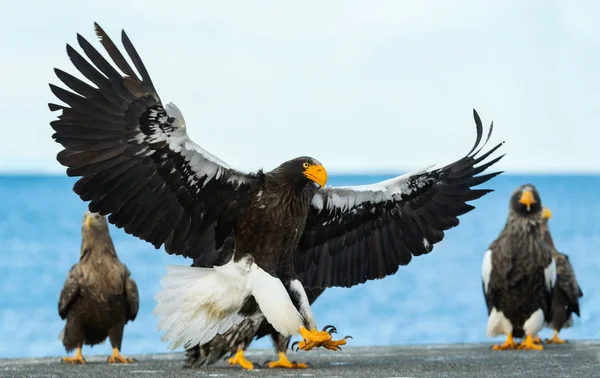 成人史泰勒的海鹰降落 科学名称 Haliaeetus Pelagicus 蓝色的天空和海洋背景 — 图库照片