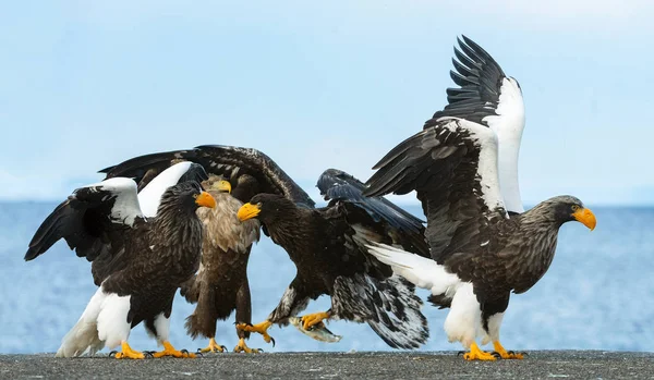 Yetişkin Steller Deniz Eagles Mavi Gökyüzü Okyanus Arka Plan Üzerinde — Stok fotoğraf