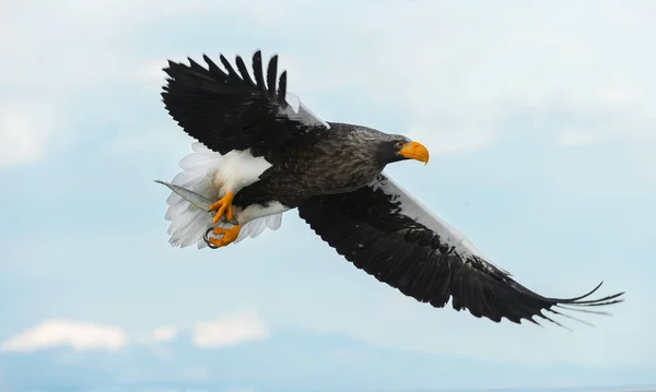 飛行大人オオワシ海 Haliaeetus 青い空と海の背景 — ストック写真