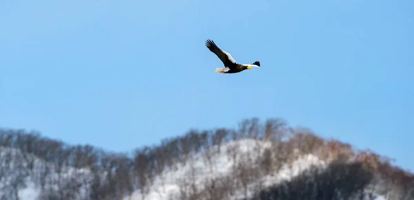 Взрослый Орёл Стеллера Полёте Зимние Горы Голубое Небо Заднем Плане — стоковое фото