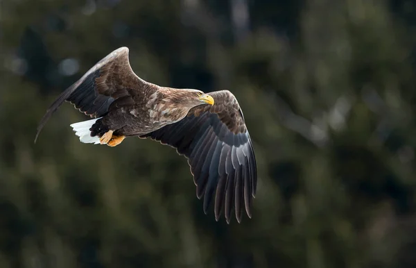 成人白色尾鹰飞行 背景上的山地森林 科学名称 又称安内 欧亚海雕 白尾海雕 — 图库照片