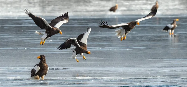 Морские Орлы Стеллера Взрослых Фон Льда Научное Название Haliaeetus Pelagicus — стоковое фото