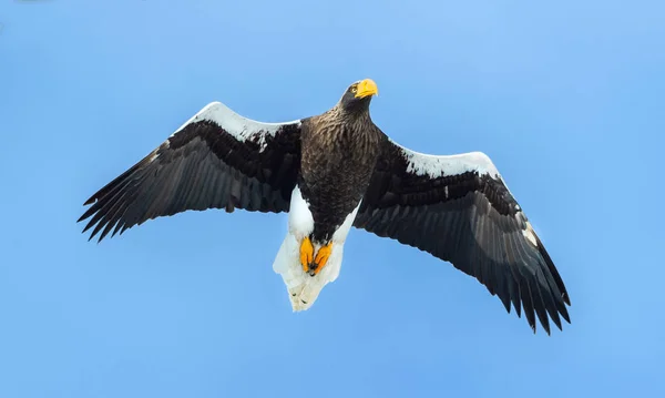 Дорослий Чубата Блакитна Пучок Квітки Польоті Наукова Назва Haliaeetus Pelagicus — стокове фото