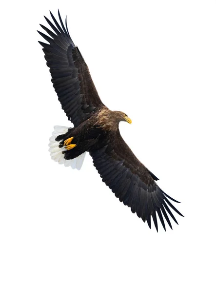 Biały Dorosły Tailed Eagle Lot Białym Tle Nazwa Naukowa Haliaeetus — Zdjęcie stockowe