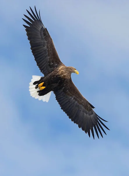 Ausgewachsene Seeadler Flug Über Blauen Himmelshintergrund Wissenschaftlicher Name Haliaeetus Albicilla — Stockfoto