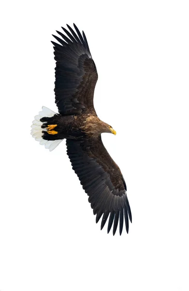 Águila Cola Blanca Adulta Vuelo Aislada Sobre Fondo Blanco Nombre —  Fotos de Stock