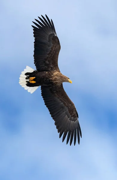 大人の白は 青い空を背景に飛行中のワシを尾しました Haliaeetus アマオブネ として知られているの Ern アーン湖 灰色のワシ ユーラシアの海ワシ — ストック写真