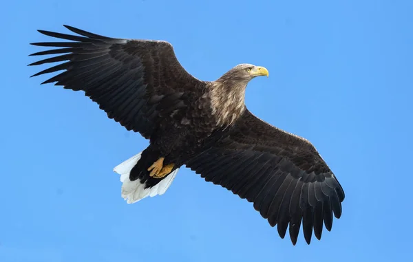 大人の白は 青い空を背景に飛行中のワシを尾しました Haliaeetus アマオブネ として知られているの Ern アーン湖 灰色のワシ ユーラシアの海ワシ — ストック写真