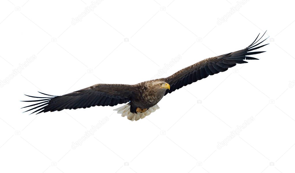 Adult White tailed eagle in flight isolated on white background. Scientific name: Haliaeetus albicilla, also known as the ern, erne, gray eagle, Eurasian sea eagle and white-tailed sea-eagle.
