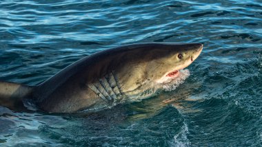 Büyük beyaz köpekbalığı okyanusta açık ağızlı. Büyük beyaz köpekbalığı saldırı. Bilimsel adı: Carcharodon carcharias. Güney Afrika.
