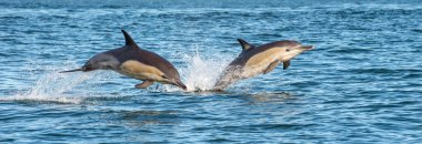 Dolphins in the ocean, swimming and jumping out of water. The Long-beaked common dolphin. Scientific name: Delphinus capensis. False Bay. South Africa. clipart