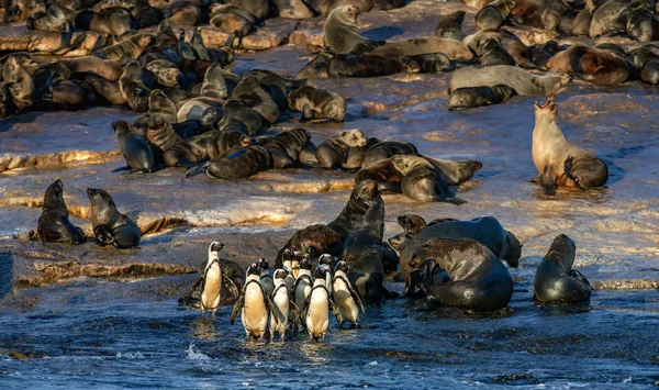 Pinguins Africanos Seal Island Pinguim Africano Spheniscus Demersus Também Conhecido — Fotografia de Stock