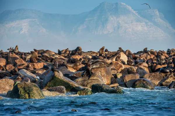 Nascer Sol Seal Island Selos Peles África Sul Cabo Arctocephalus — Fotografia de Stock