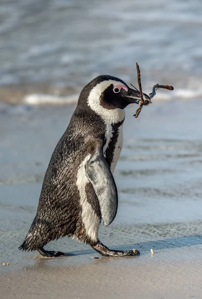 Afrikanische Pinguine Spazieren Sandstrand Und Tragen Einen Zweig Zum Nestbau — Stockfoto