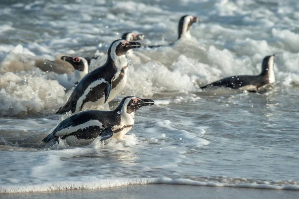 Los Pingüinos Africanos Salen Del Océano Playa Arena Pingüino Africano — Foto de Stock